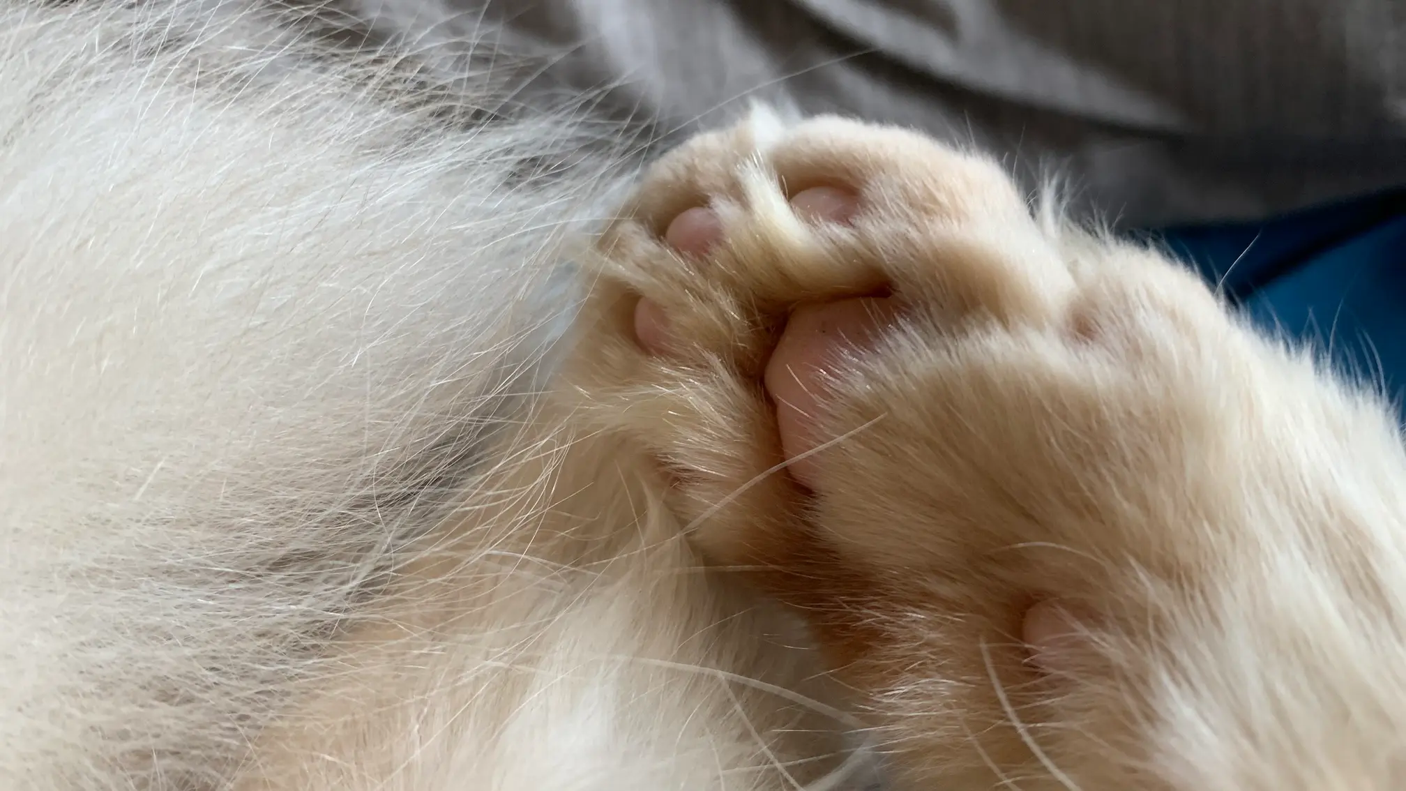 portrait of a cat paw